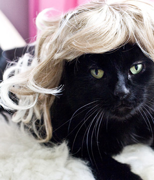 from the Kitty Wig website, Photo by Jill Johnson